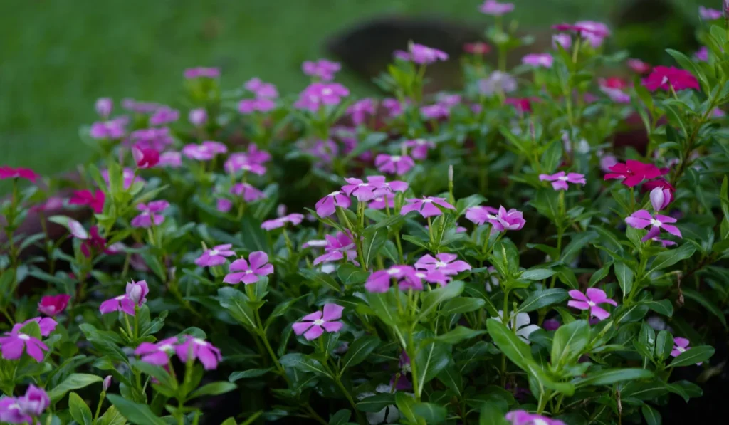 Boylecheloid Flower: Meaning, Myth, and the Real Floral Inspiration boylecheloid flower